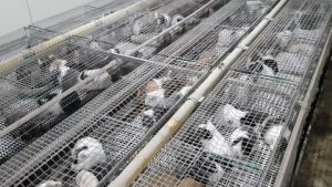 2 500 rongeurs retrouvés entassés dans les cages pour alimenter les animaleries.