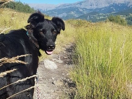 Chien de l'association AUDACCE se baladant dans la montagne.