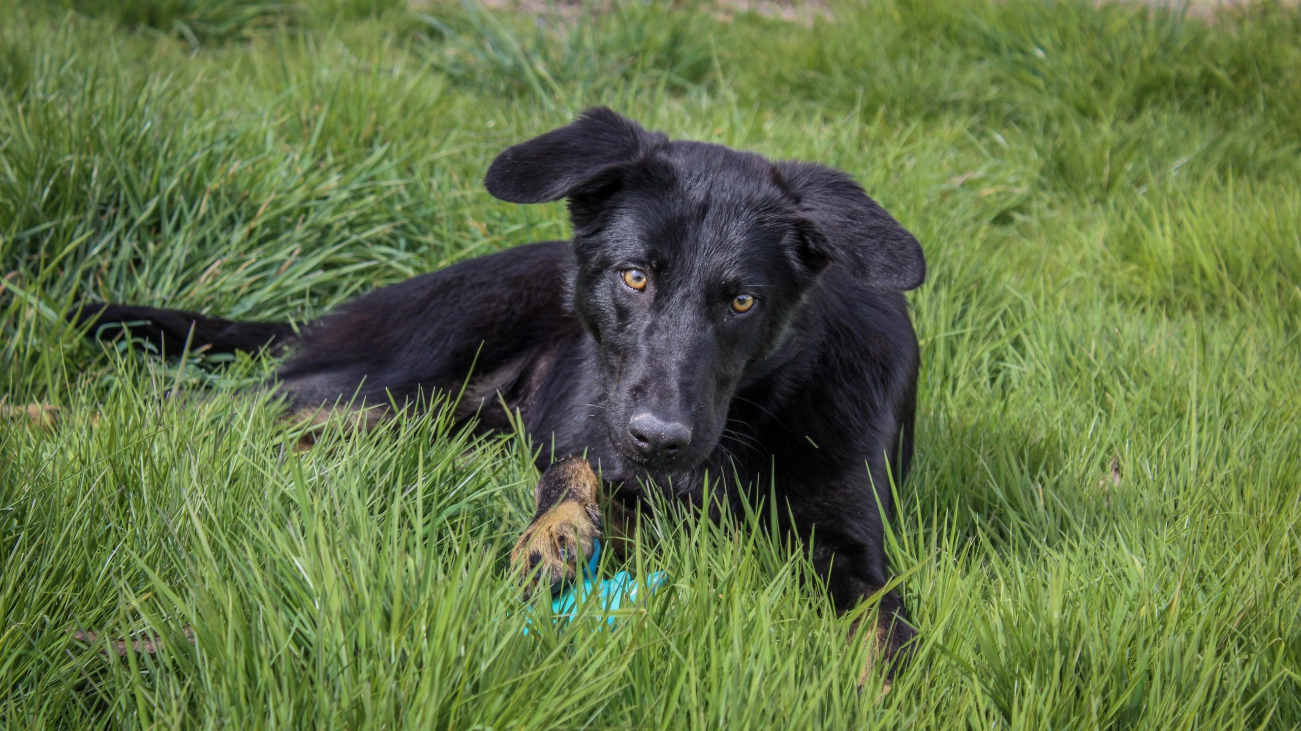 Chien en pension dans l'un des refuges membres de Légumes & Cagettes Rebelles
